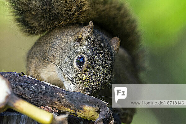 Beautiful squirrel close up eating banana on rainforest