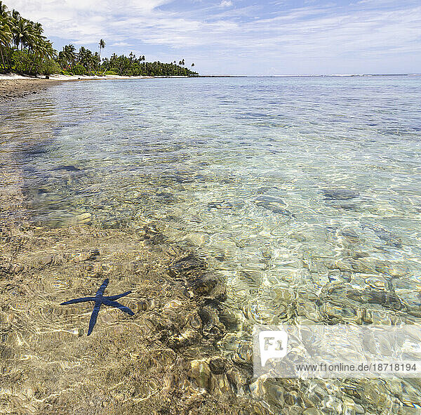 Blue pacific sea star on clear waters beach of Samoa