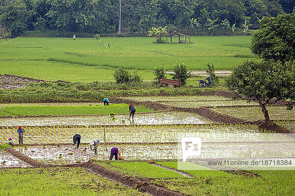 Rice Fields During The Harvest Season In South Java  Indonesia