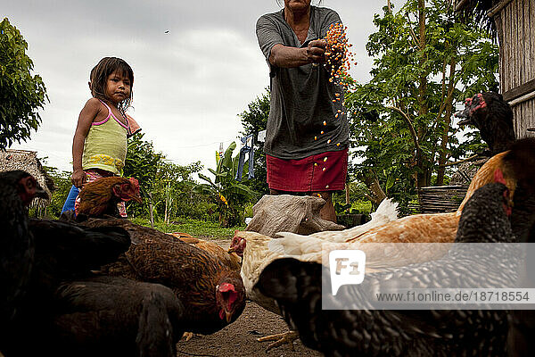 An Oro Win woman feeds the chickens with granddaughter  Sao Luis Indian Post  Amazon Basin  Brazil.