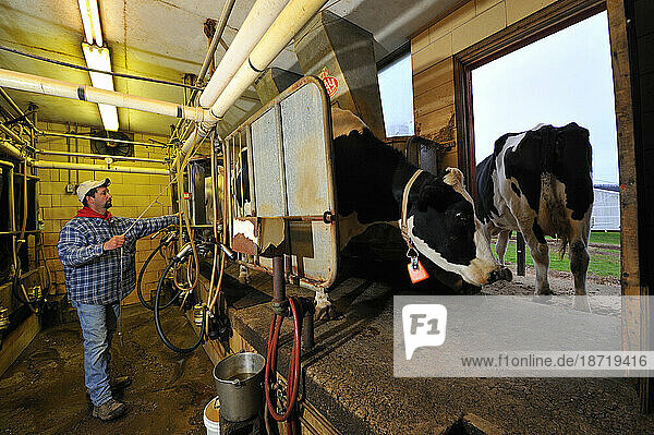 A corn farmer hooks up electronic milking machines to the livestock on his farm in Bloomsburg  PA .