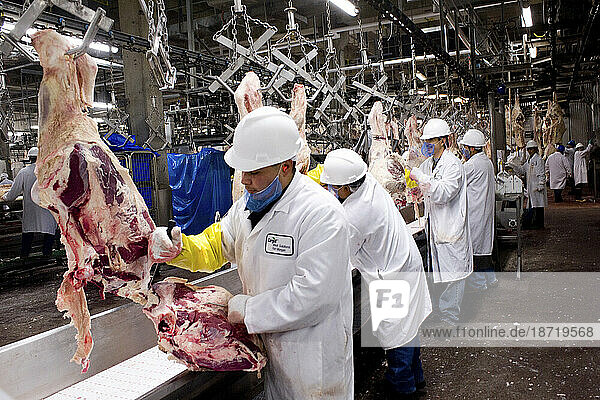 Meat Packing: Beef sides are carried down a line where the meat is cut into popular steaks and roasts