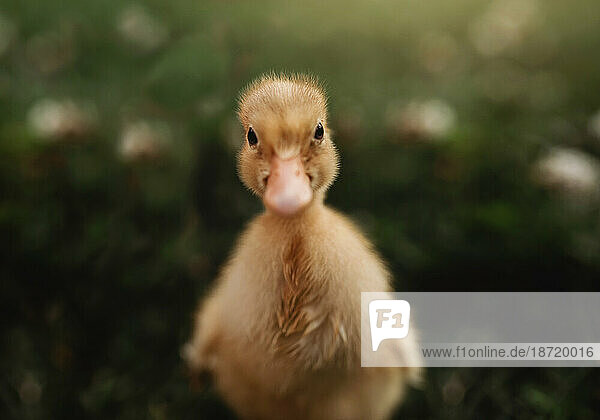 smiling duckling duck outside in green grass close up headshot