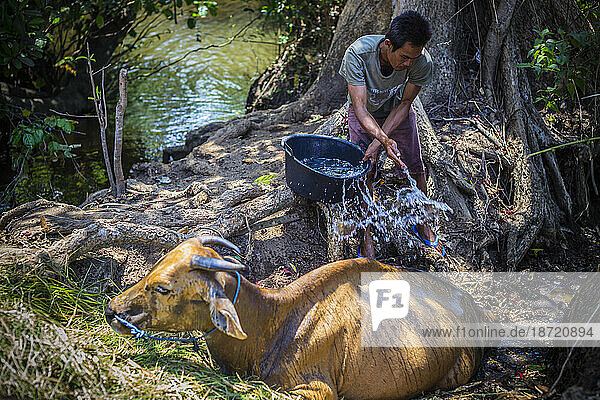 Farmer help his cow at hot sunny day  Bali  Indonesia.