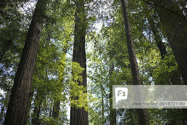 Redwoods in California State Park