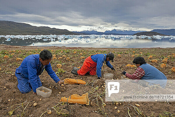 Harvesting potatoes in Eqaluit Ilua  Greenland.