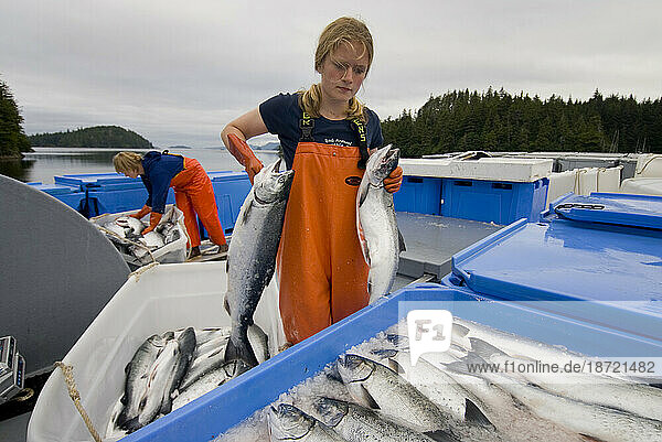 Freezer packing freshly caught coho salmon  Craig  Alaska