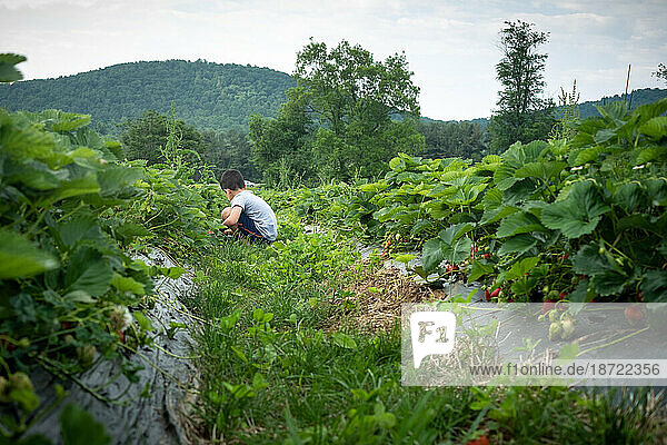 Young boy picking strawberries in green field.