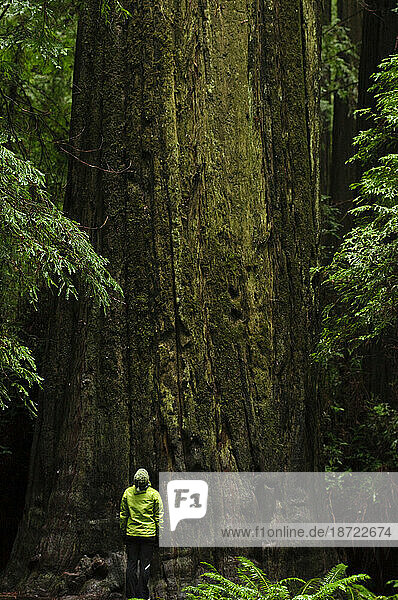 Redwood National Park. California  USA