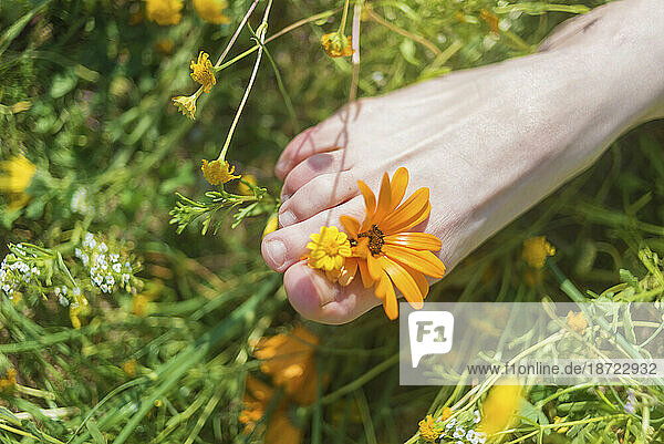 Foot of a young woman with a spring flower in fingers lying on sunny  warm meadow.