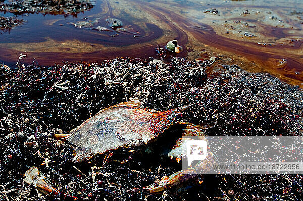 A dead blue crab amidst oil soaked beach and seaweed.