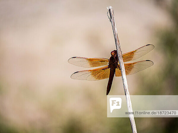 Close up of red dragonfly with orange wings