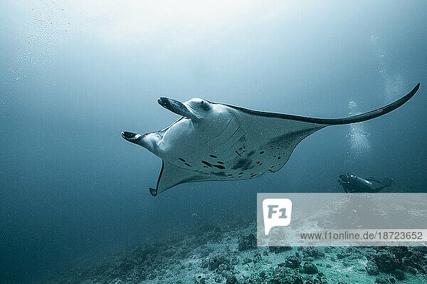 Manta ray swimming past diver in the Maldives