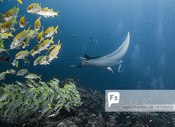 Mantas swimming over a reef in the Maldives