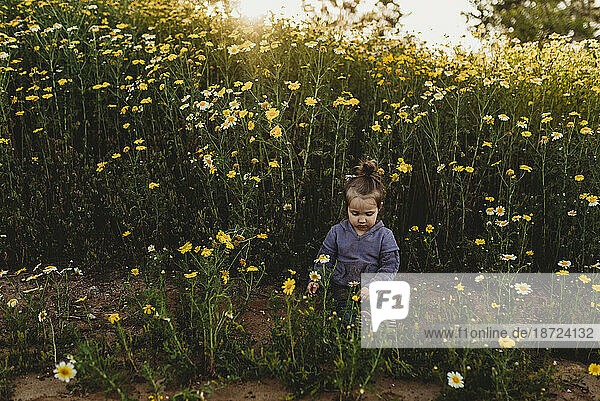 Toddler girl digging in dirt in field of flowers