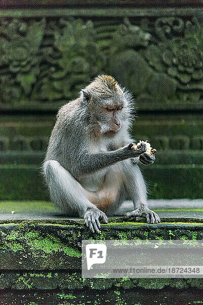 Balinese monkey is unsure about the lunch option