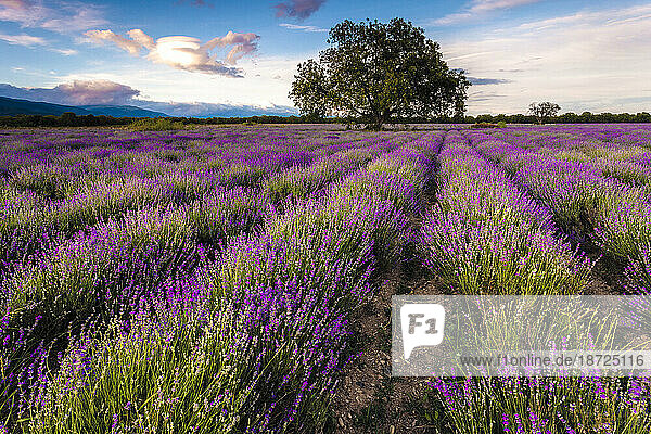 Tree in the middle of lavender field