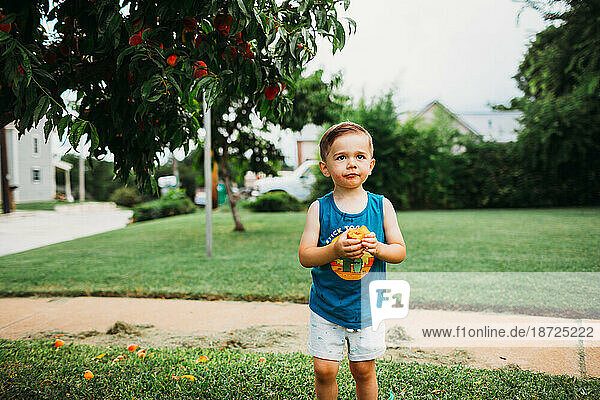 Young boy enjoying a fresh picked peach from tree in front yard