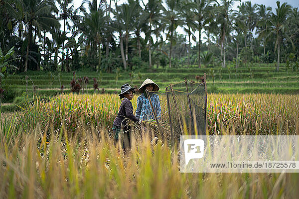 Women manually harvest rice  dry the rice.