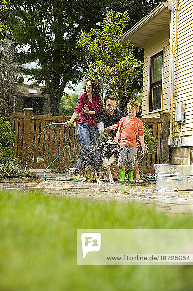 The family dog shakes off after a young family risings him off in the backyard of their house in Madison  WI.