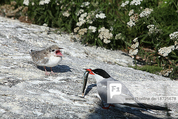Common Tern  Sterna hirundo  on Eastern Egg Rock Island  Maine.