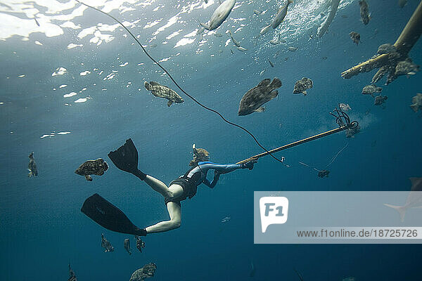 A female diver in flippers shoots a speargun underwater  while surrounded by large fish in Costa Rica.