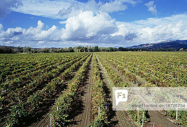 Vineyard and clouds in the late summer.