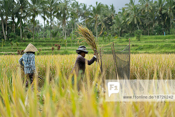 Women manually harvest rice  dry the rice. Bali.