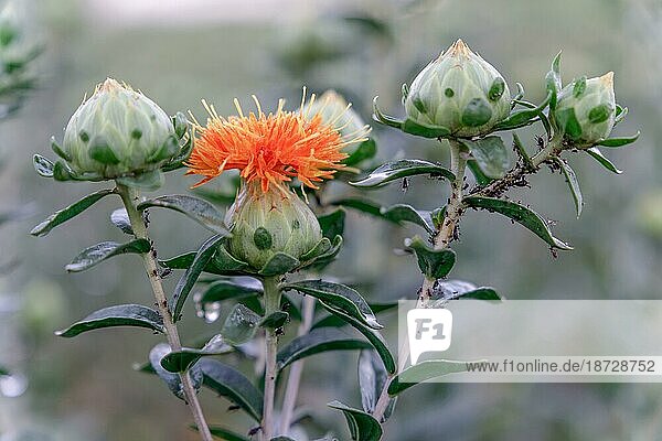 Blühende Karthamuspflanze  die zur Ölgewinnung verwendet wird  mit zahlreichen Insekten am Stängel (Carthamus tinctorius)