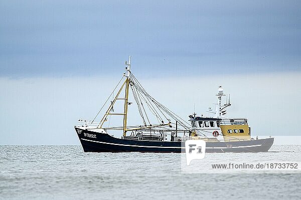 Garnelenfischer  Krabbenfischer in Strandnähe  Insel Texel  Nordsee  Nordholland  Niederlande  Europa