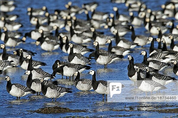Flock of Barnacle Geese (Branta leucopsis) standing in shallow water of lake