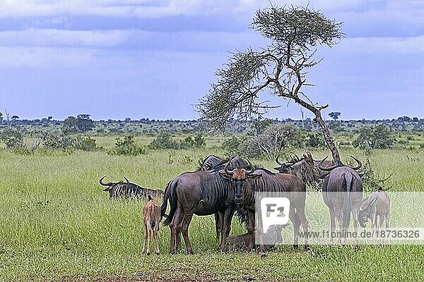 Blue wildebeest  common wildebeest (Connochaetes taurinus) herd on the savanna in the Kruger National Park  Mpumalanga  South Africa  Africa