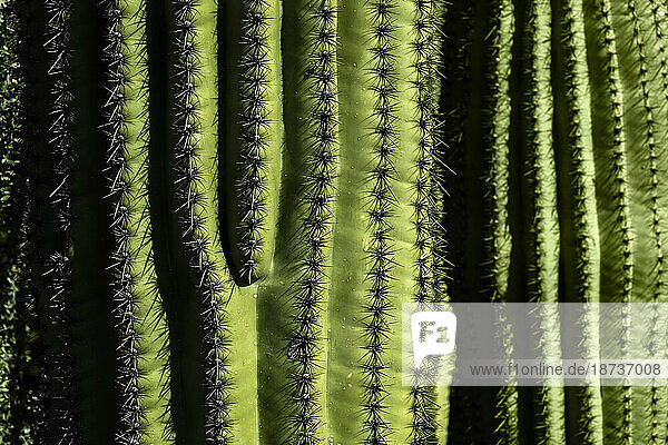 USA  Arizona  Tucson  Close-up of green cactus with rows on thorns