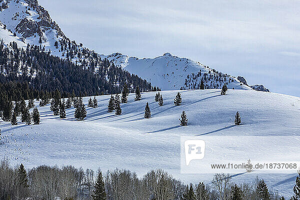 USA  Idaho  Sun Valley  Snow-covered mountain slope with trees
