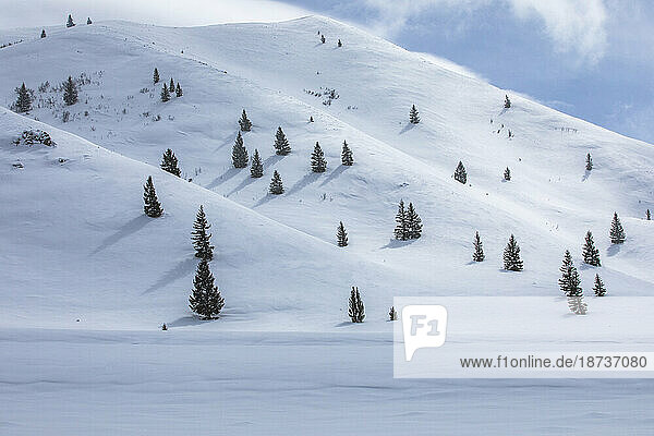 USA  Idaho  Hailey  Fir trees growing on ski slope