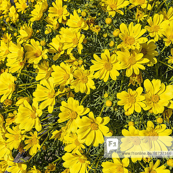 Close-up of bright yellow flowers in full bloom