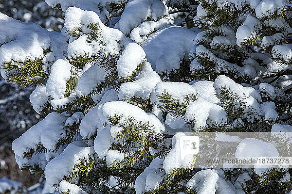 USA  Idaho  Sun Valley  Close-up of pine tree branches covered with snow