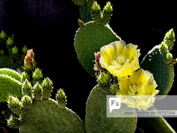 USA  Arizona  Tucson  Close-up of blooming prickly pear cactus