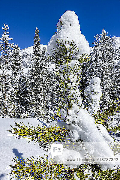 USA  Idaho  Sun Valley  Close-up of pine tree covered with snow