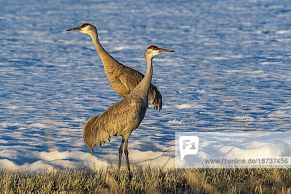 USA  Idaho  Bellevue  Cranes standing on ground at late spring 