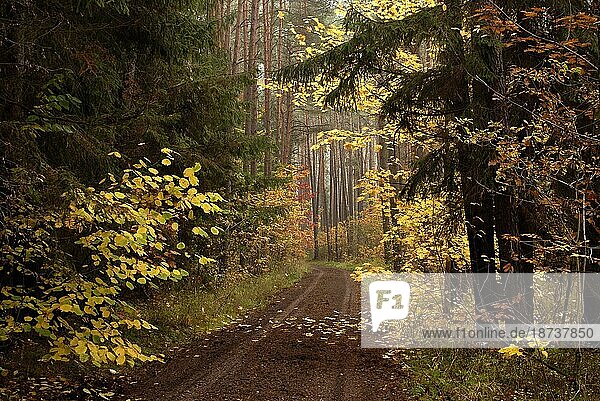 Waldweg  Oktobertag  Nieselregen  Bunte Blätter  Nebelmorgen  Nürnberger Reichswald