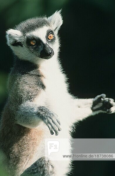 Katta (Lemur catta) nimmt Sonnenbad
