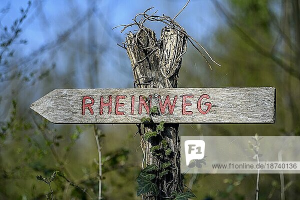 Wegweiser Rheinweg  Rad- und Wanderweg in den Altrheinauen am Oberrhein  bei Freistett  Rheinau  Ortenaukreis  Baden-Württemberg  Deutschland  Europa