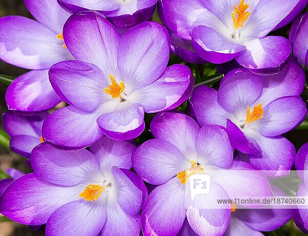 Frühling mit einem lila Krokus Blüte blüht Hintergrund