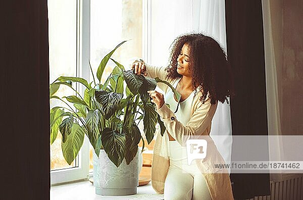 Junge (Spathiphyllum) schöne afroamerikanische junge Frau  die vor der Fensterbank im Wohnzimmer zu Hause steht  während sie die großen grünen Blätter der Blume abstaubt. Pflegekonzept für Zimmerpflanzen