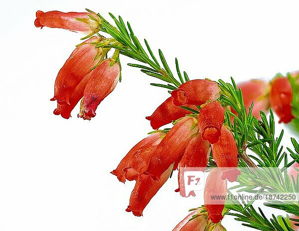 Makro von isolierten roten Erika Blüten (Erika Winterfeuer) Blüten