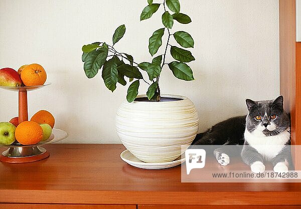 Nette ruhige flauschige Katze ruht auf Holzregal in der Nähe von grünen Pflanze in weißen Keramiktopf und Vase mit frischen Früchten in gemütlichen Raum
