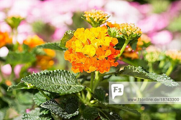 Nahaufnahme einer orange blühenden Lantana camara Blume mit selektivem Fokus
