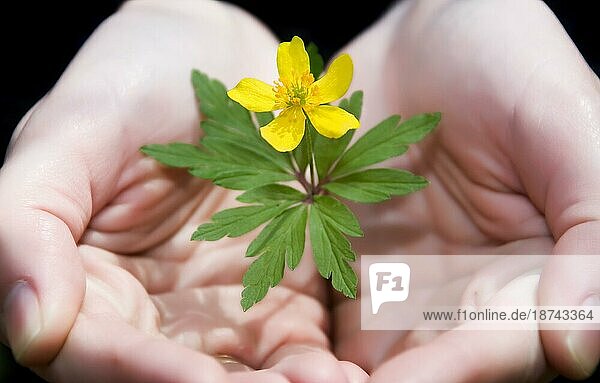 Weibliche Hände halten eine gelbe Blume