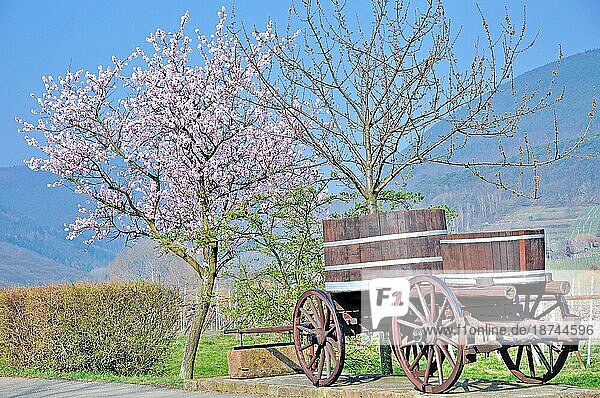 zur Zeit der Pfälzer Mandelblüte bei Edenkoben  Rheinland-Pfalz  Deutschland  Europa
